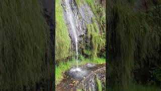 Zwischen grünen Wegen und Wasserfällen - Bei den Levadas bei Ponta do Sol #wandern #madeira #hiking