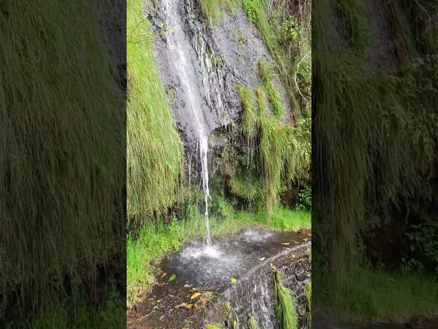 Zwischen grünen Wegen und Wasserfällen - Bei den Levadas bei Ponta do Sol #wandern #madeira #hiking