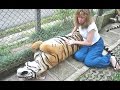 Lions, Tigers And Cheetahs Also Like Cuddling - Big Cats Compilation