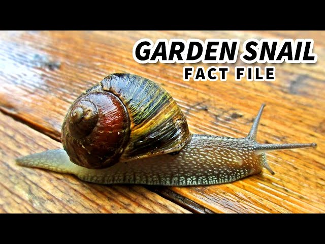 Garden Snail Facts: a SNAIL with RACING STRIPES 🐌 Animal Fact Files class=