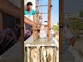 পাইবে করে ঢালাই জল দেবে না এইভাবে জল দেবে ? #trend #status #jeeltamooh