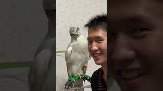 米寶一臉無奈😂最後直接睡覺🤣 #raptor #hawk #蒼鷹 #goshawk #whitegoshawk