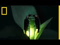 Fireflies put on a spectacular mating dance  short film showcase