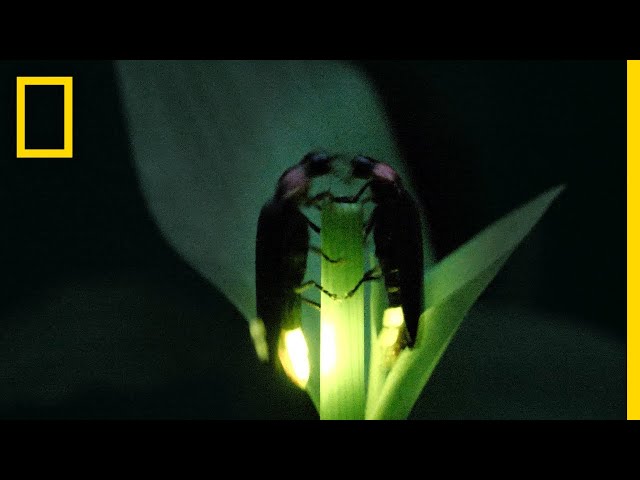 Fireflies Put on a Spectacular Mating Dance | Short Film Showcase class=