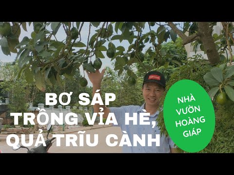 Video: Cây Bơ cho Vùng 8: Mẹo Trồng Cây Bơ ở Vùng 8