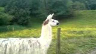 Laughing llama