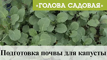 Голова садовая - Подготовка почвы для капусты