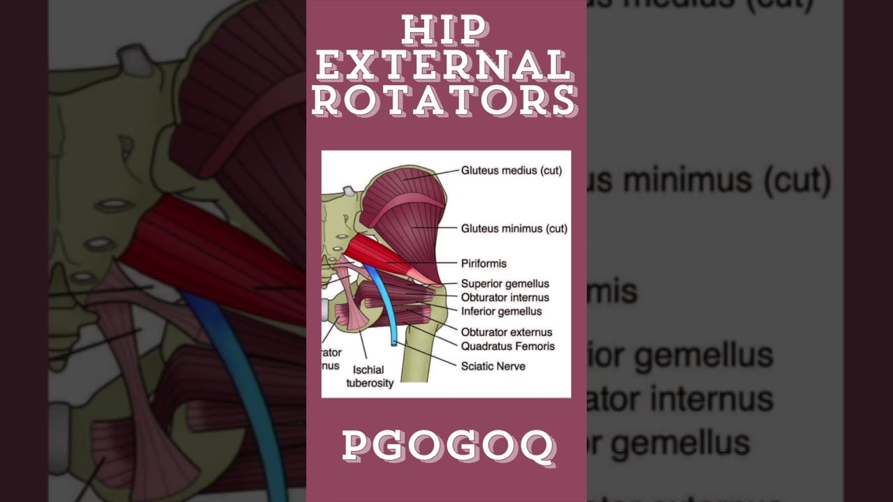 External Rotators Of The Hip Mnemonic