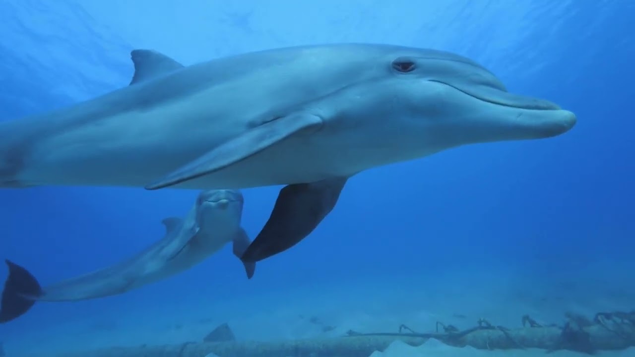 Manta Travel | Find diving experiences globally with Manta