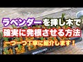 【挿し木のやり方】ラベンダーを確実に発根させる方法・やり方を丁寧に解説します!