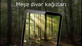 Meşə divar kağızları 4k screenshot 3