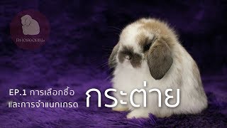 RGB Rabbit Talks | EP.1 การเลือกซื้อกระต่าย และ การจำแนกเกรดกระต่าย (2019)