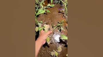 Cá Lớn - bắt Tôm Ngụy trang 😱 #khacthuyvlogg