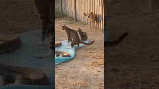 Speed Guardian Mother Cat Duel With Snake To Shield Her Frightened Kittens