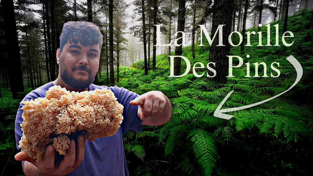 Je TOMBE sur une MORILLE des PINS XXL !!!