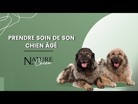 Vidéo: Prendre soin d'un chien mature