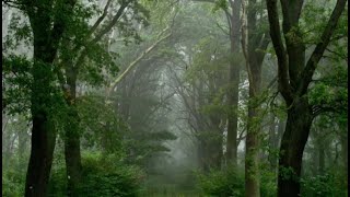 СРАЗУ Мгновенный  Крепкий Сон С Звуками Природы и дождя - Нежный Дождь и гром  в лесу для сна