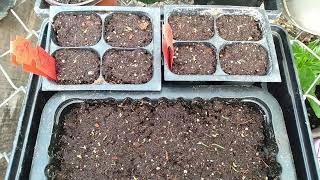 How To Plant Feathertop Ornamental Grass Seeds And Seedlings Update