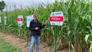 What's New in Pioneer Corn