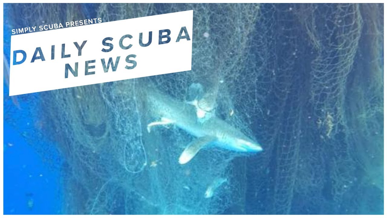 Daily Scuba News - Dead Sharks And Fish Found In Massive Ghost Net 