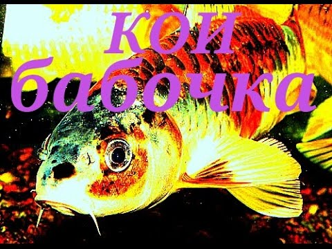 Аквариумные рыбки. Карп Кои Бабочка.