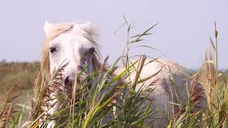 Gipsy Kings - Si Tu Me Quieres