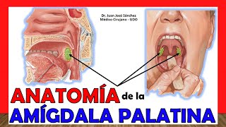 🥇 AMÍGDALAS PALATINAS - (Tonsilas), Anatomía. ¡Fácil y Sencillo!