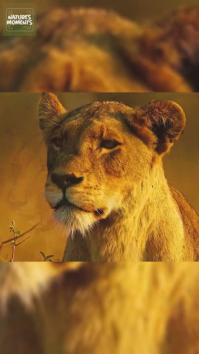 Download lagu Why Is The Lioness The Real Queen of The Savannah?