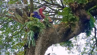 Mantap !! Proses tebang potong dan muat pohon trembesi super tua.