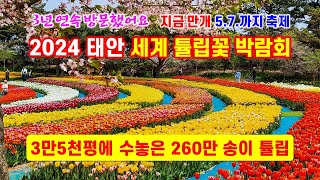 2024 태안 세계튤립꽃 박람회 - 3만5천평에 수놓은 260만 송이 튤립꽃