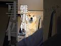 多彩な柴犬こむぎ