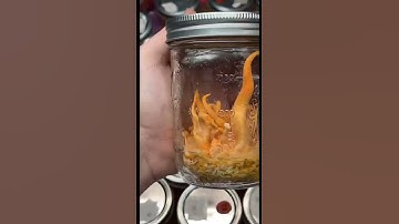 Growing Cordyceps Mushrooms