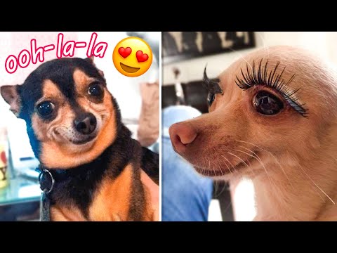 Cute and Funny Dog Videos 🐶 Funny Dog Videos 2021