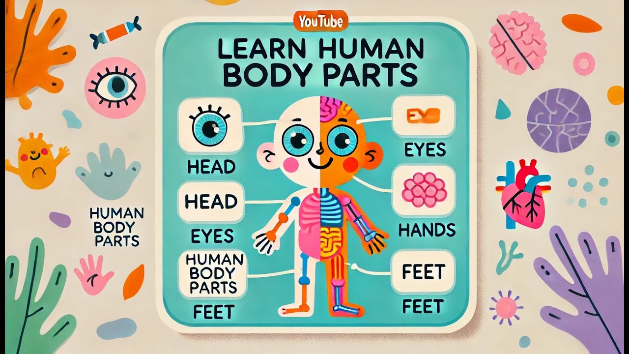 Learn Body Parts for Kids | Parts Of The Body | Human Body Organs ...