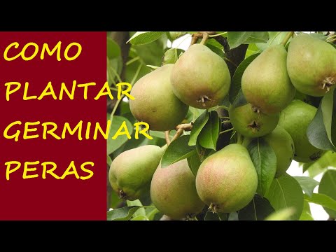 Vídeo: Propagação de pereiras: dicas sobre o cultivo de pereiras a partir de mudas