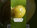 ماذا تعرفون مدينة بنت جبيل اللبنانية ماذا تعرفون مدينة بنت جبيل اللبنانية