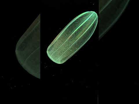 Video: Daphnia fitoplankton, yoxsa zooplanktondur?