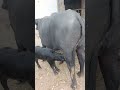 buffalo farming, buffalo talaab, buffalo cartoon, bhains wala cartoon,#cows #buffalo