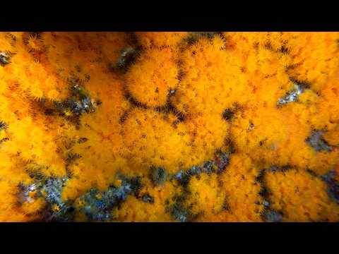 Buceo en Tarifa   La Garita 15 04 2026