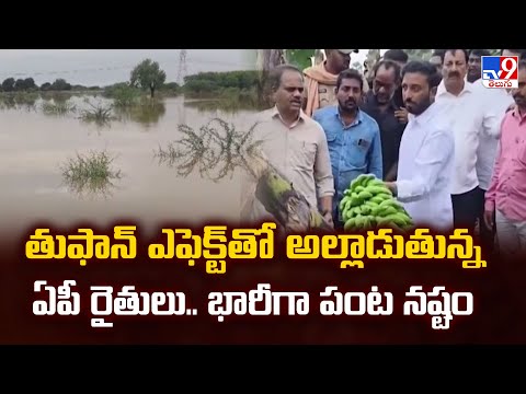 తుఫాన్ ఎఫెక్ట్ తో అల్లాడుతున్న ఏపీ రైతులు.. భారీగా పంట నష్టం | Cyclone Montha - TV9 - TV9