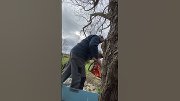 Tree trimming | Branch Cutting | ChainSaw Cutting | Tree Surgery | Tractor Bucket Cut | Field Work