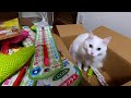 #246 わくわくキャット - Cat toys -