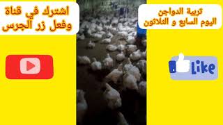 تربيةالدواجن(اليوم السابع والثلاثون)