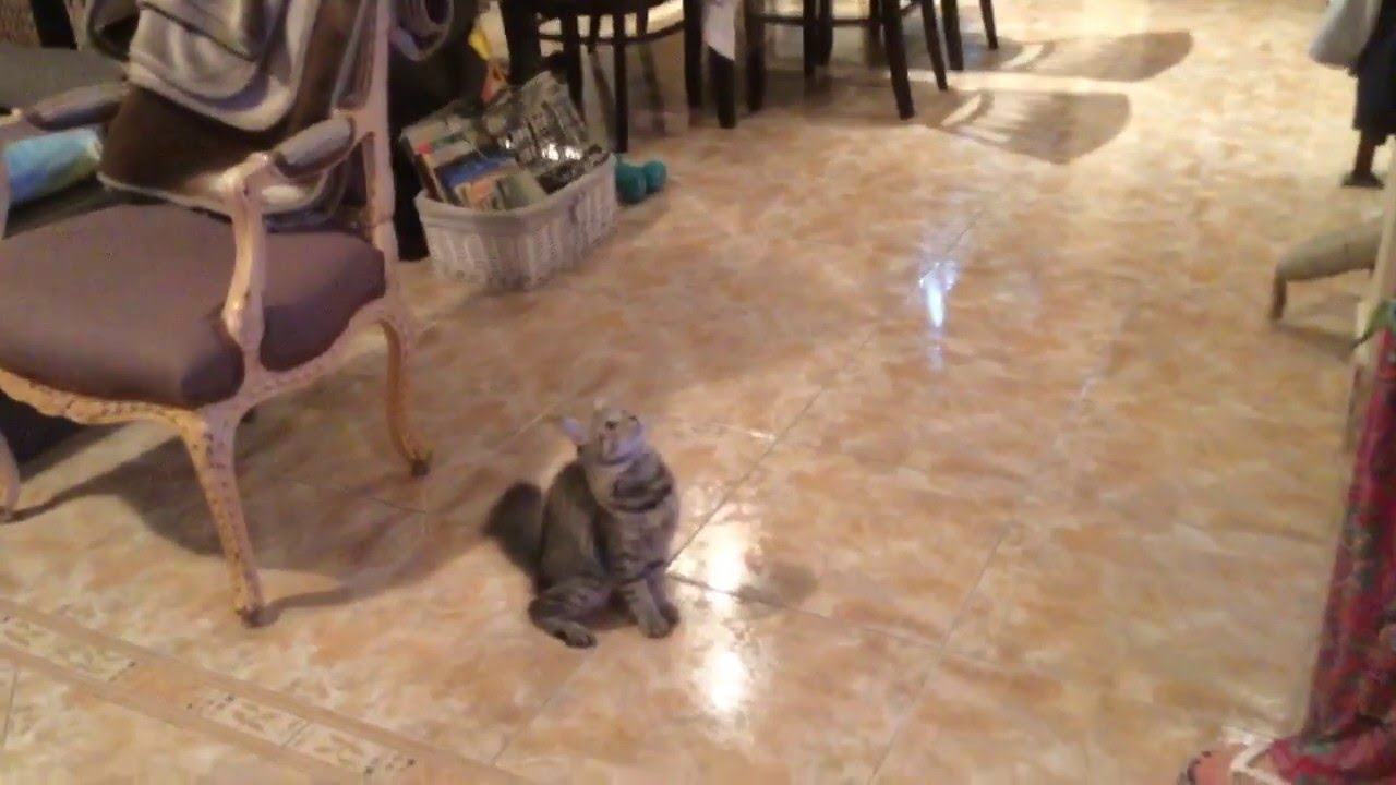 Cat jump (backwards) YouTube