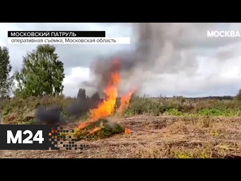 В Подмосковье полицейские уничтожили плантацию конопли площадью 13 гектаров - Москва 24