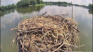 Owls stole our Osprey Chicks!