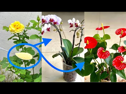 #1 Bạn Sẽ Ngạc Nhiên Vì Nó Giúp Phong Lan Và Các Hoa Khác Luôn Có Nhiều Hoa Mới Nhất 1 #1 Bạn Sẽ Ngạc Nhiên Vì Nó Giúp Phong Lan Và Các Hoa Khác Luôn Có Nhiều Hoa Mới Nhất