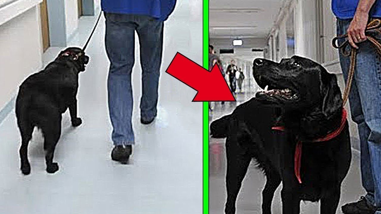 Man About To Return Dog To Shelter Stops After He Spots A Note YouTube