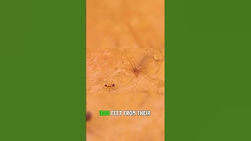 Incredible Problem Solvers Ants vs Humans 🧠⚔️