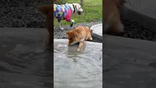 Shiba inu best funny whatsapp status 😅 | Shiba inu dogs #dogs #shorts